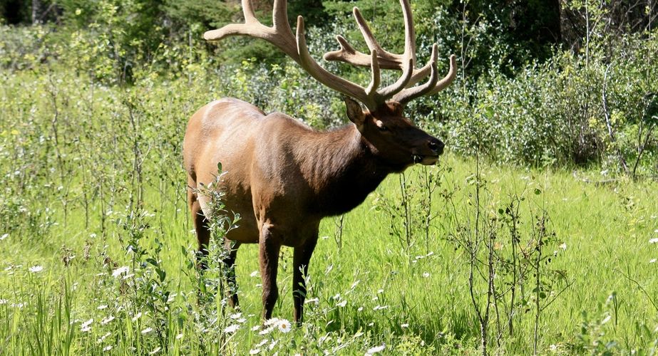 28 38 Canada 18 28 38 Canada 18